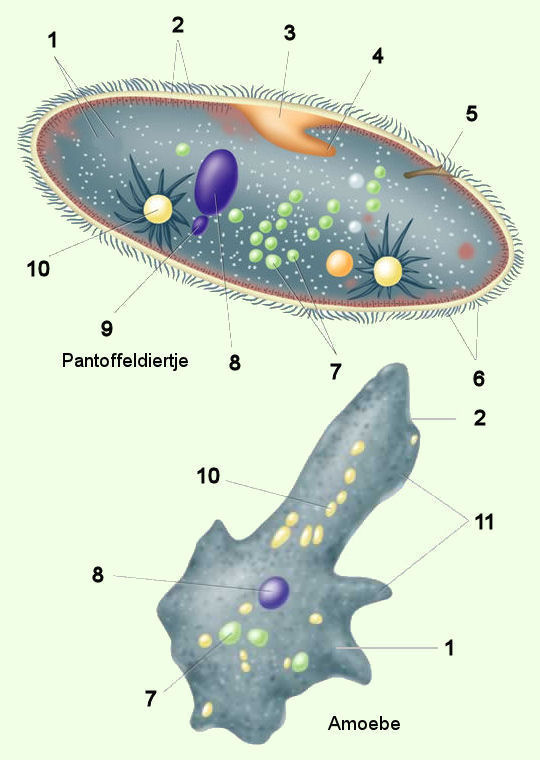 eencelligen anatomie